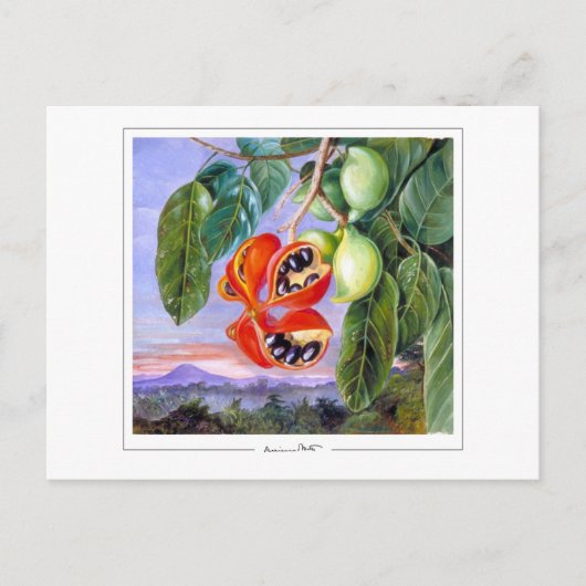 Marianne North #9 - Carte postale d'art (Devant)