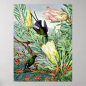 Marianne North - Honeyflower en Honeysuckers Poster (Voorkant)