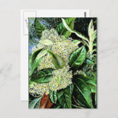 Marianne North - Olearia argophylla Briefkaart (Voorkant / Achterkant)