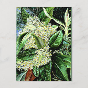 Marianne North - Olearia argophylla Briefkaart