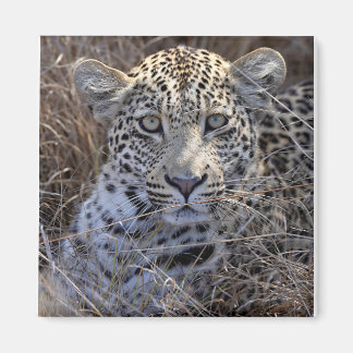 Maribye verbergt zich in het gras magneet