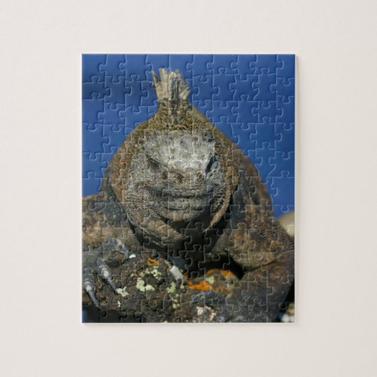 Mariene iguana Galapagos Legpuzzel (Verticaal)