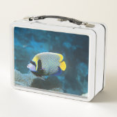 Mariene keizer Angelfish Unieke kleur (Achterkant)