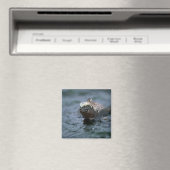 Mariene leguanen zwemmen uit om te voeden magneet (Insitu (Vaatwasser))