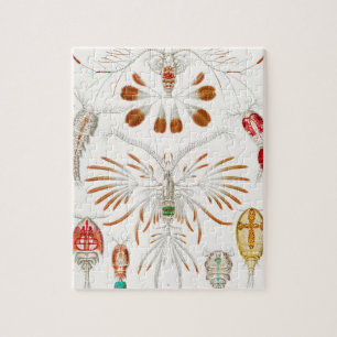 Mariene levensvormen schaaldieren, Copepoda door E Legpuzzel