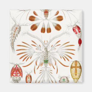 Mariene levensvormen schaaldieren, Copepoda door E Magneet