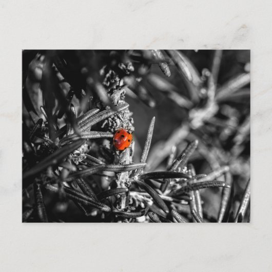 Marienkäfer Briefkaart (Voorkant)