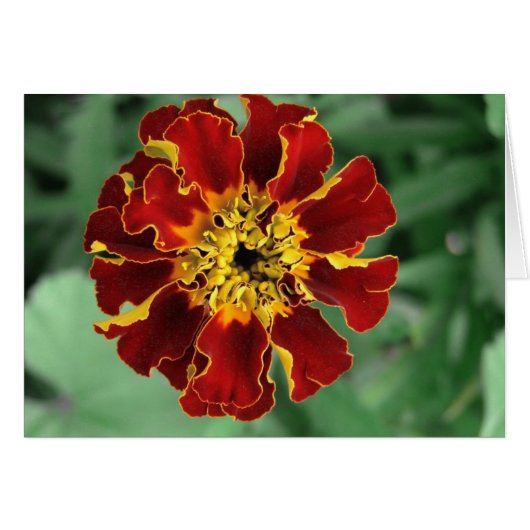Marigold (Voorkant Horizontaal)