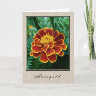 Marigold - Bloemen serie Kaart