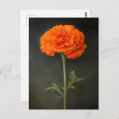 Marigold Botanical Painting Briefkaart (Voorkant / Achterkant)
