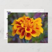 Marigold Briefkaart (Voorkant / Achterkant)