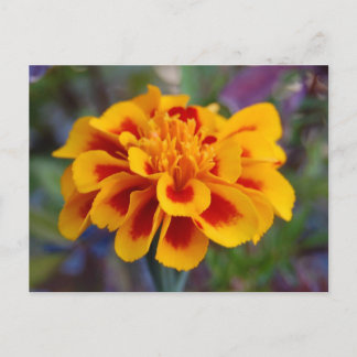 Marigold Briefkaart