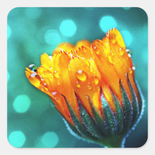 Marigold Flower op Blauwgroen Vierkante Sticker