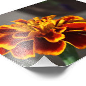 Marigold Foto Afdruk (Hoek)