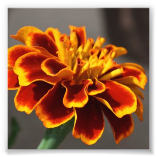 Marigold Foto Afdruk (Voorkant)