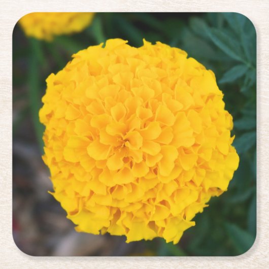 Marigold - Gele bloem - Onderzetter (Voorkant)