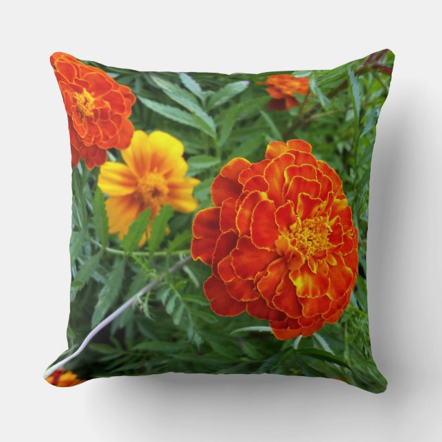 marigold in de zon kussen (Voorkant)