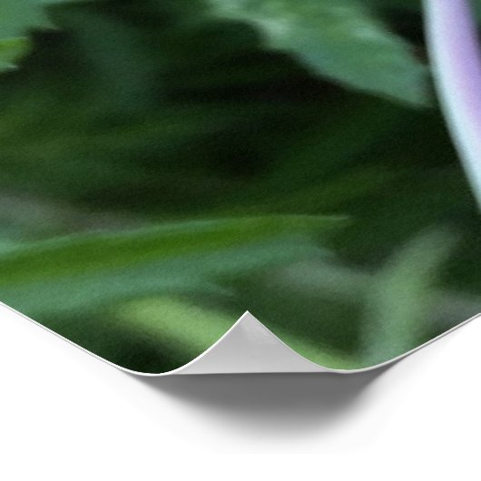 marigold in de zon poster (Hoek)