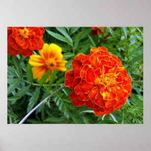 marigold in de zon poster