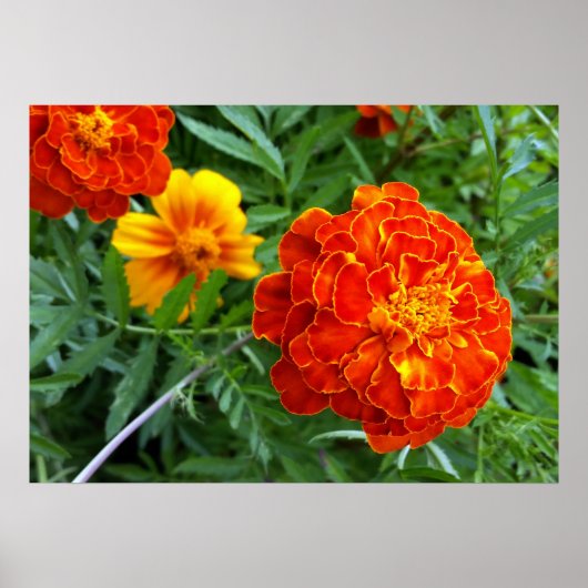 marigold in de zon poster (Voorkant)