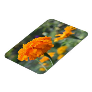 Marigold Oranje Natuur Fotografie Tuin Magneet