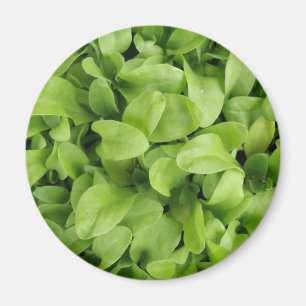 Marigold Seedlings Magnet Magneet