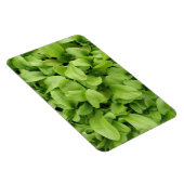 Marigold Seedlings Premium Magnet (Côté Droit)