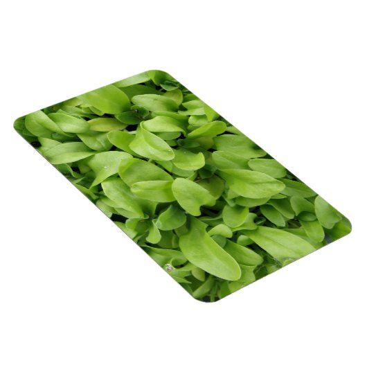 Marigold Seedlings Premium Magnet (Côté Droit)