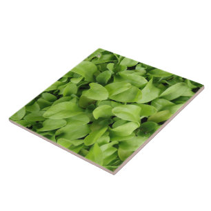 Marigold Seedlings Tile Tegeltje