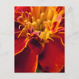 Marigold Up Close Briefkaart