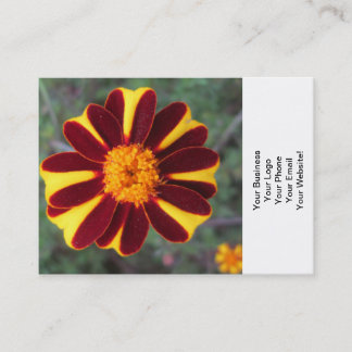 Marigold Velvet Rich Red Yellow Flower Visitekaartje