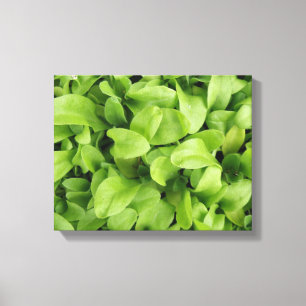 Marigold Zaailingen Canvasprint Canvas Afdruk
