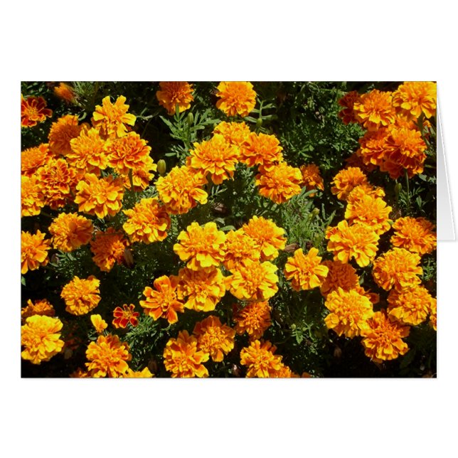 Marigolds (Devant horizontal)