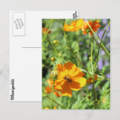 Marigolds # 5 briefkaart (Voorkant / Achterkant)