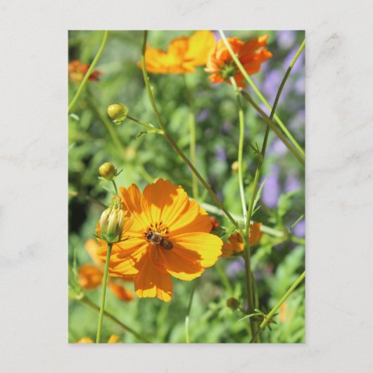 Marigolds # 5 briefkaart (Voorkant)