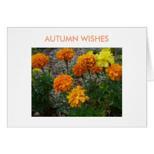 Marigolds, Autumn Wishes