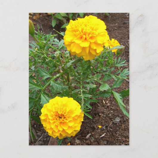 Marigolds Briefkaart (Voorkant)
