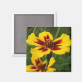Marigolds Magnet (Recto/Verso)
