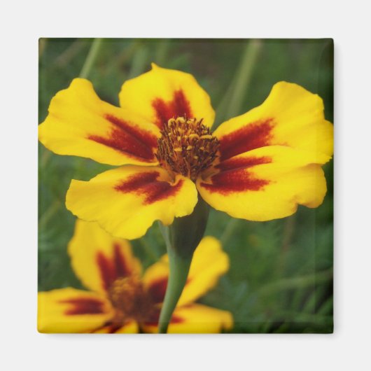 Marigolds Magnet (Devant)