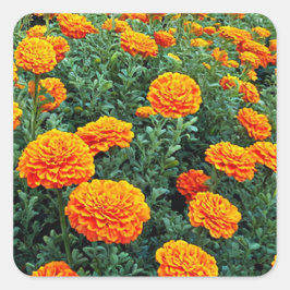 Marigolds Vierkante Sticker