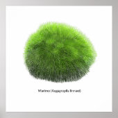 Marimo Mos Bal Hand Getekend Poster (Voorkant)