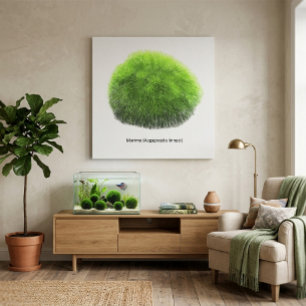 Marimo Mosbal Hand Getekend Canvas Afdruk