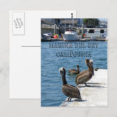 Marina Del Rey Belicans Briefkaart! Briefkaart (Voorkant / Achterkant)