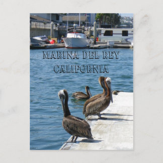 Marina Del Rey Belicans Briefkaart! Briefkaart
