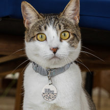 Marine Blauw en Roze Retro / Mid-Century Circles