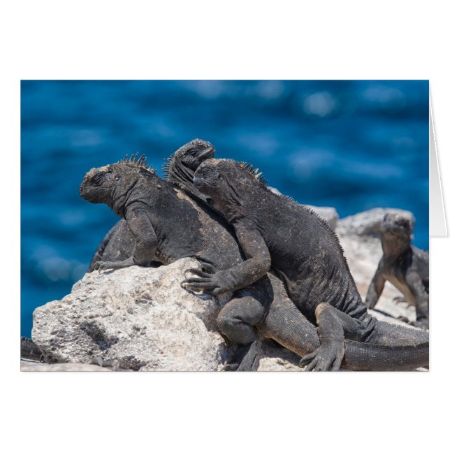 Marine Iguana (Devant horizontal)