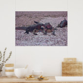 Marine Iguana Face off Poster (Keuken)