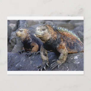 Marine iguana Galapagos San Cristobal Briefkaart