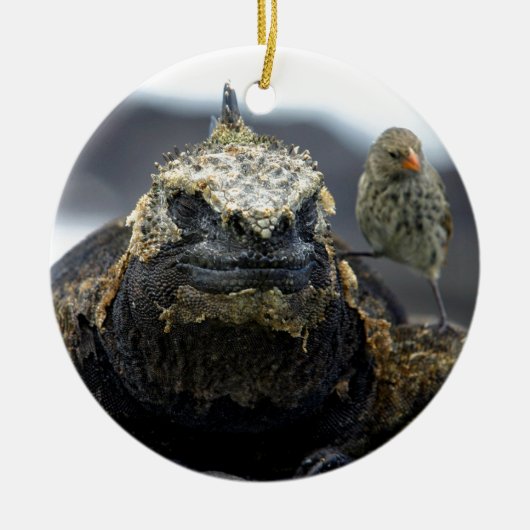 Marine iguana keramisch ornament (Voorkant)