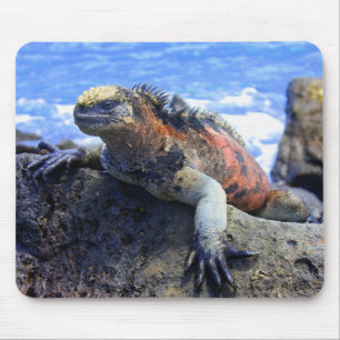 Marine Iguana Muismat
